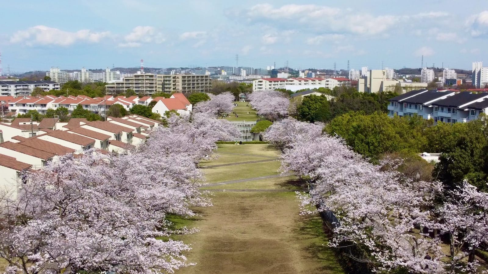 A long avenue of blooming cherry trees running from Narahara Park toward Takarano Park