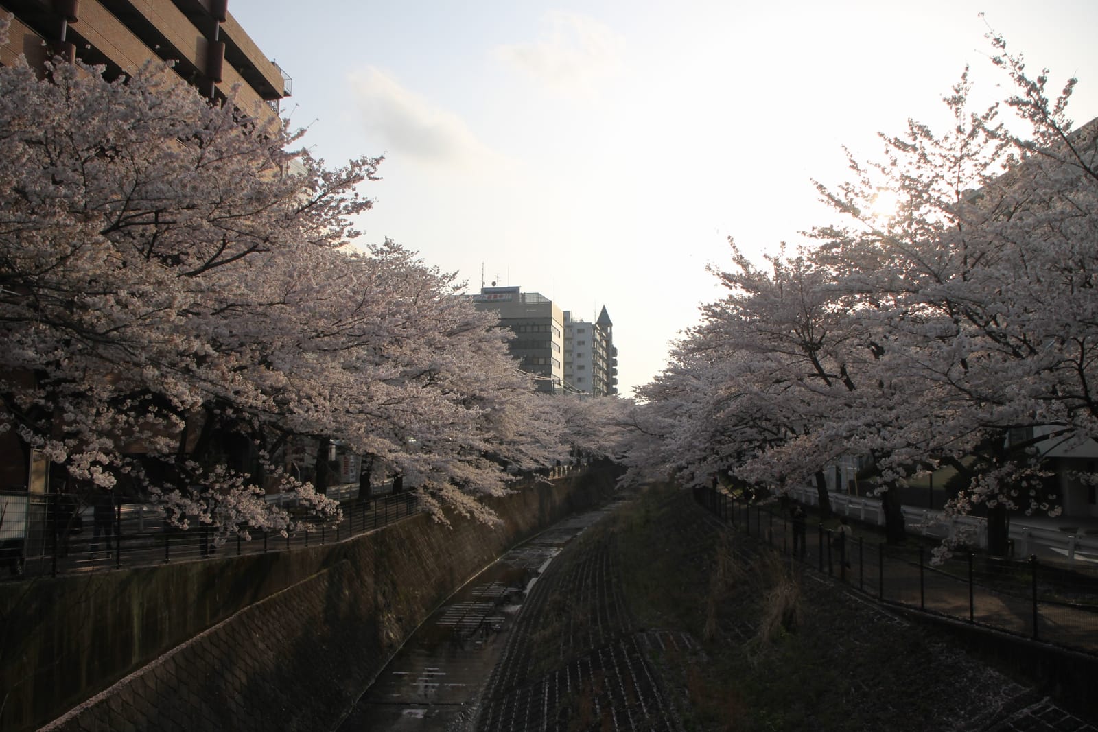 Cherry trees in full bloom arching over both banks of the Kotta River near Tama Center