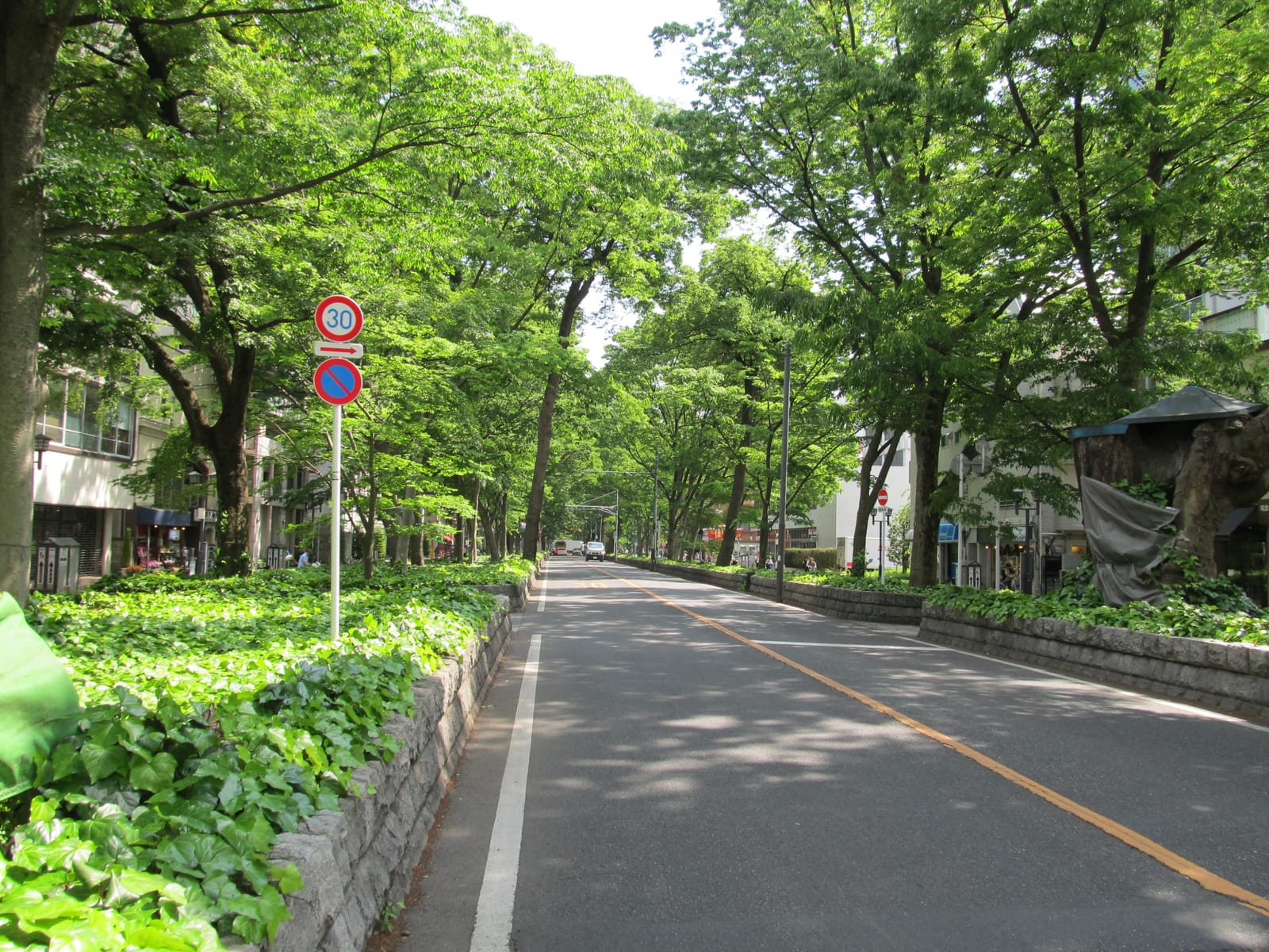 The Baba-daimon zelkova avenue in Fuchu, a straight road lined with tall green zelkova trees.
