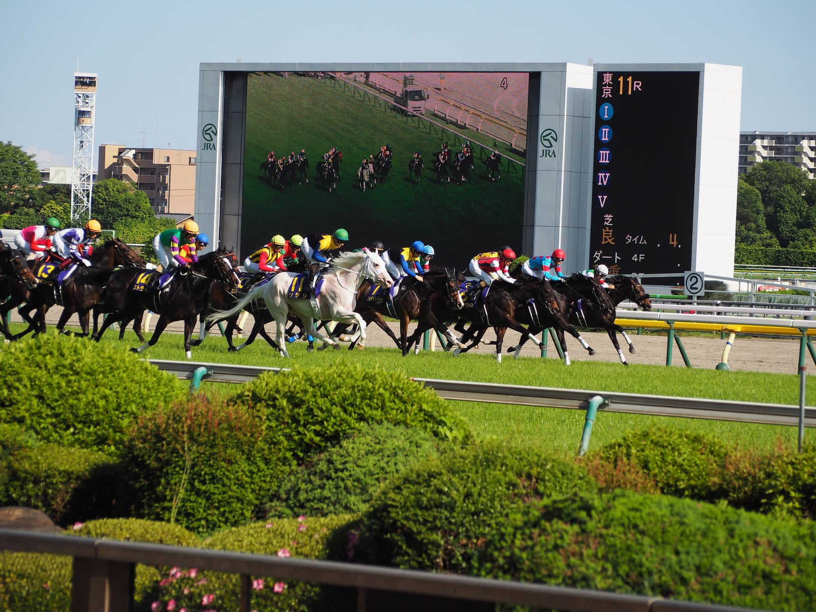 The field gallops down the home straight at Tokyo Racecourse in front of the giant video screen.