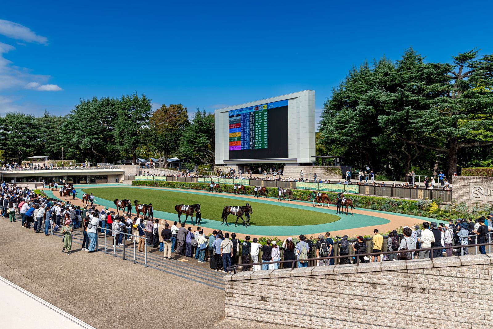 Horses walk around the oval paddock at Tokyo Racecourse while spectators watch from the rail.