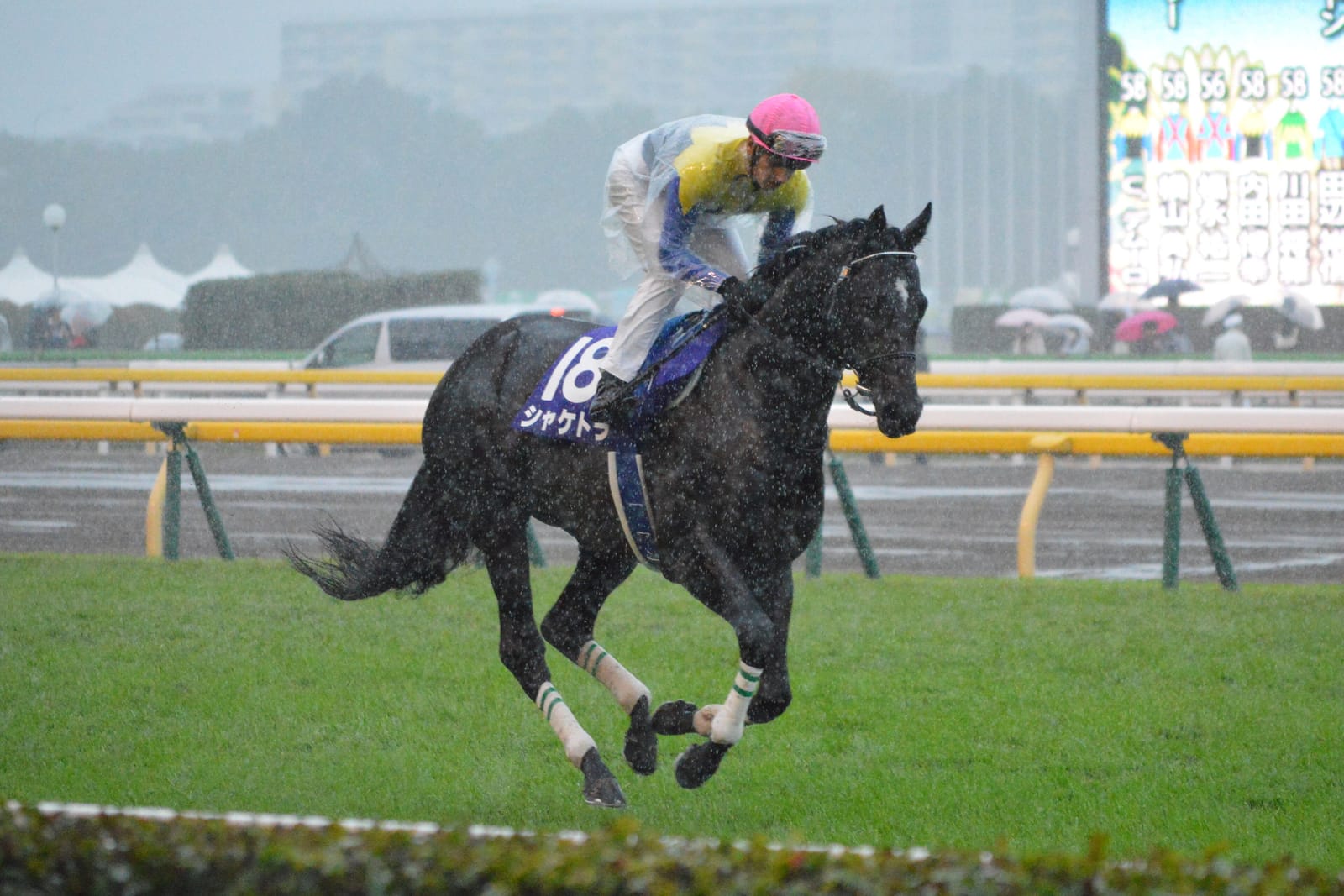 A racehorse canters on the soaked turf in heavy rain at Tokyo Racecourse, with umbrellas in the stands.