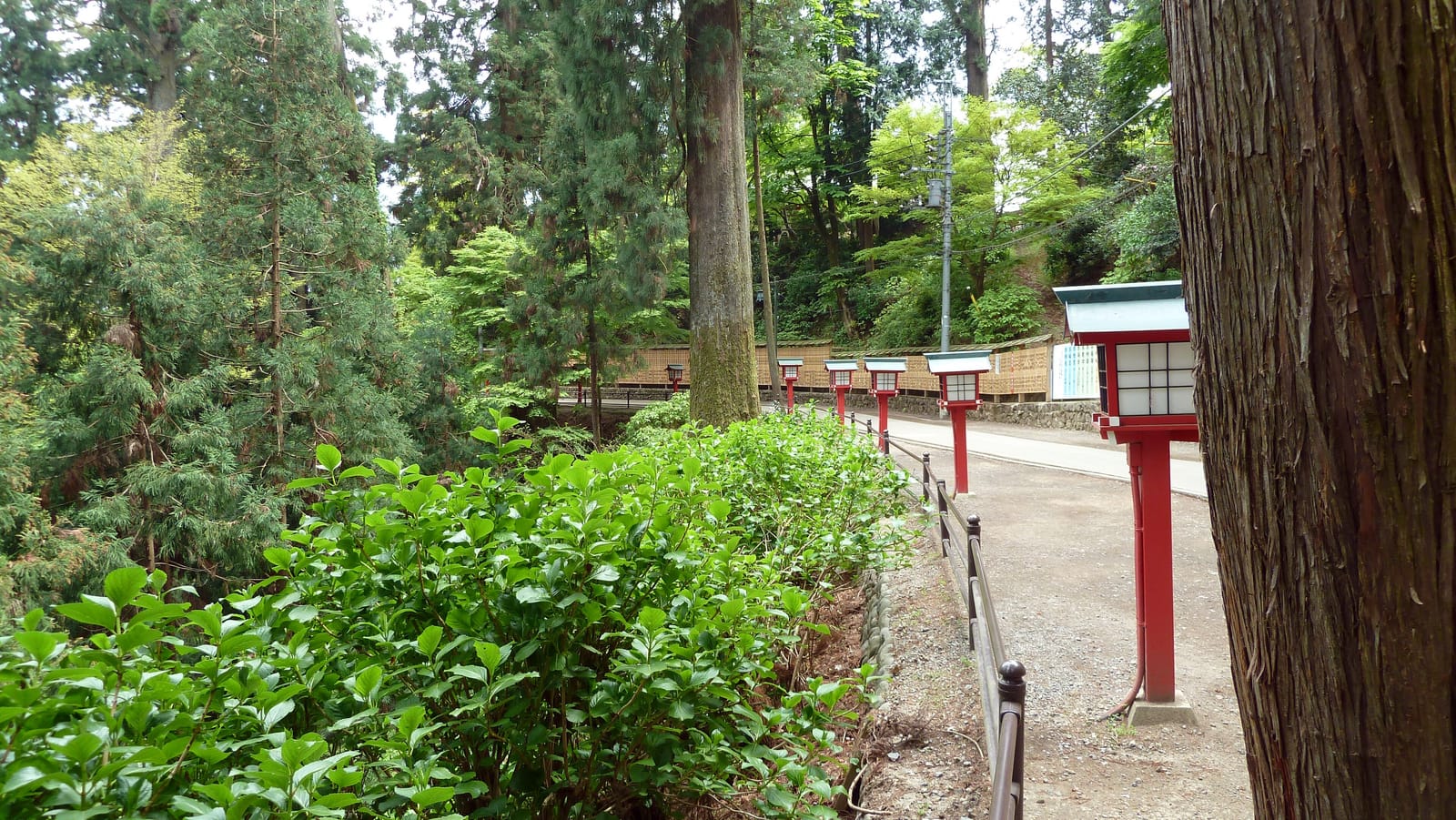 A wide paved section of Trail 1 on Mt. Takao, lined with red lanterns among cedars and fresh greenery.